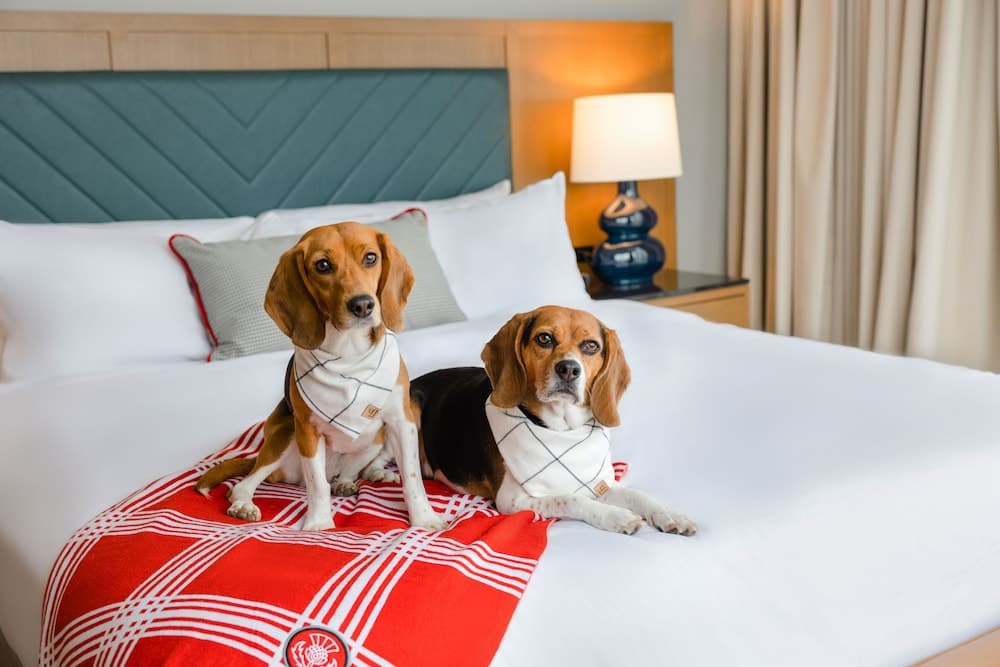 The Highlander at Radford, Tapestry Collection by Hilton 5