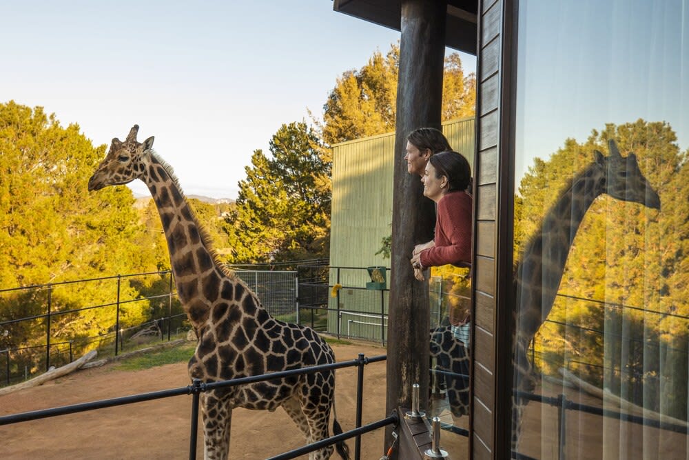 Jamala Wildlife Lodge 4