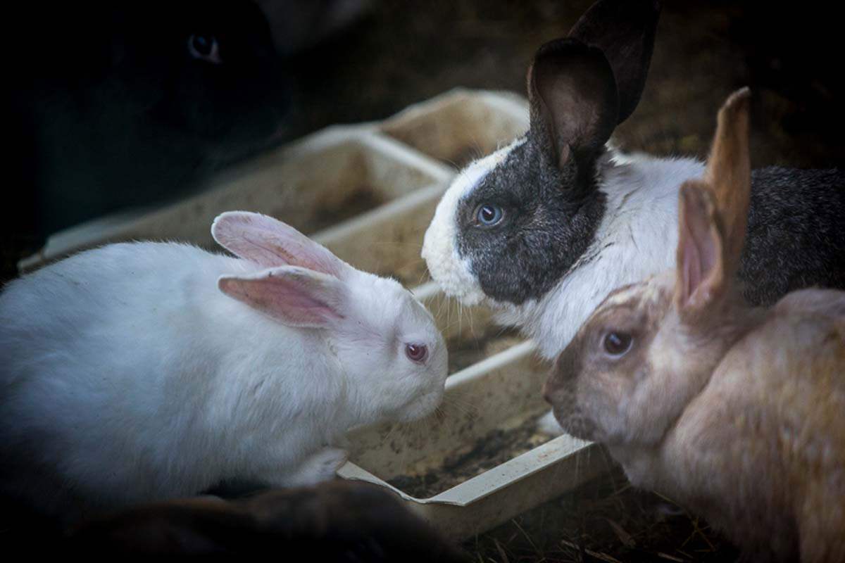 Hotel Rural de Charme Maria da Fonte 1
