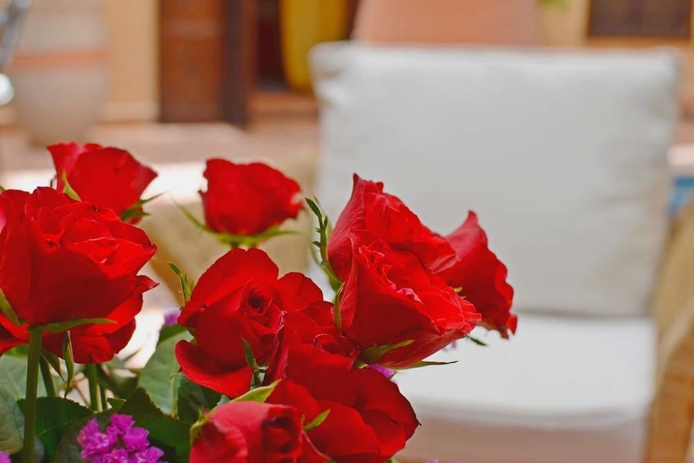 Riad Hadda 2