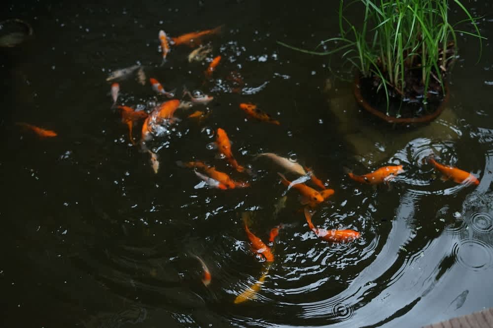 Sunsethouse Lombok 4