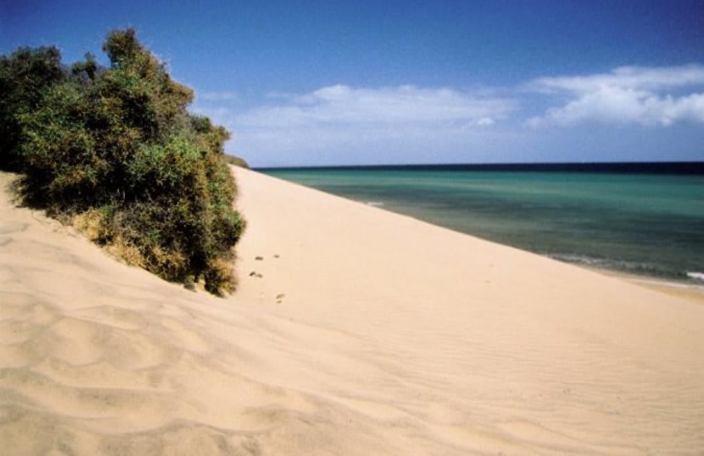 FERGUS Cactus Garden 5