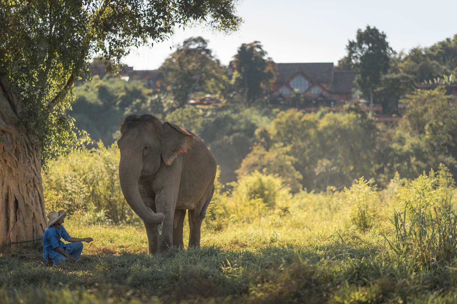 Anantara Golden Triangle Elephant Camp & Resort 1