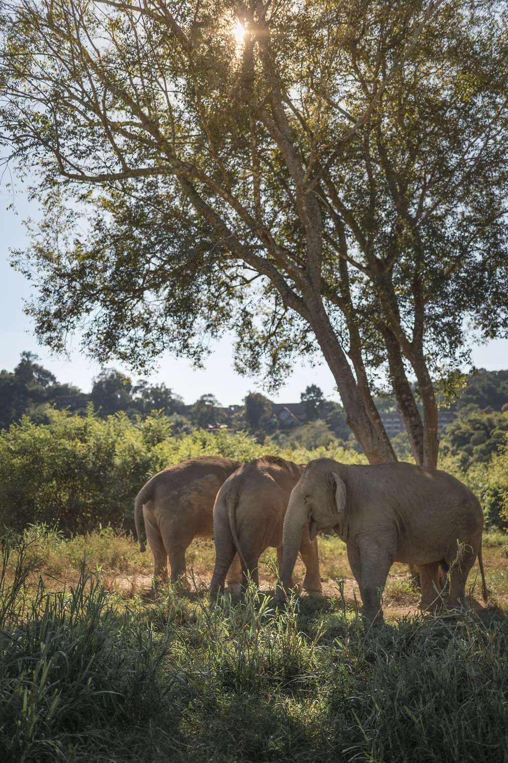 Anantara Golden Triangle Elephant Camp & Resort 2