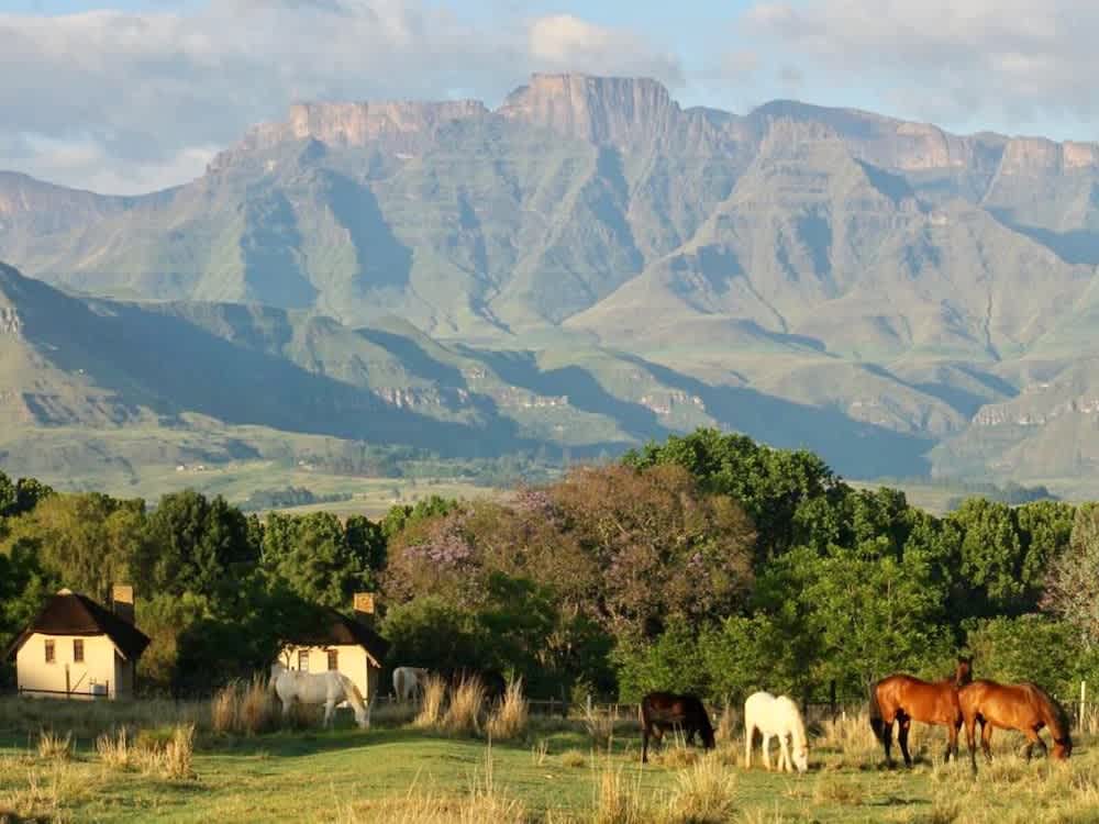 Ardmore Guest Farm 1