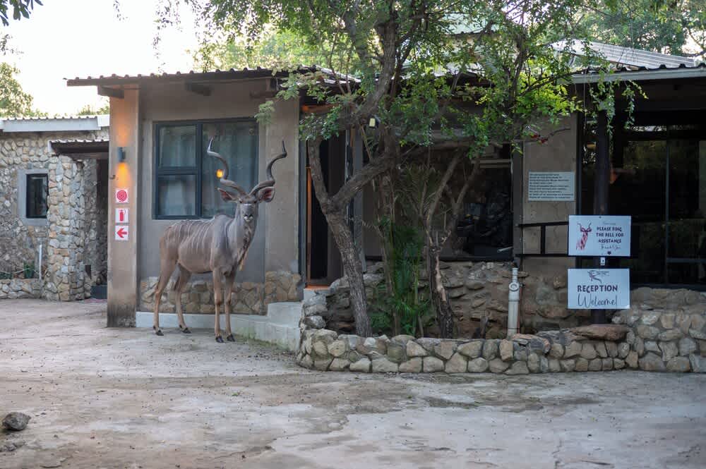 Foxy Crocodile Bush Lodge & Kruger Safaris 2