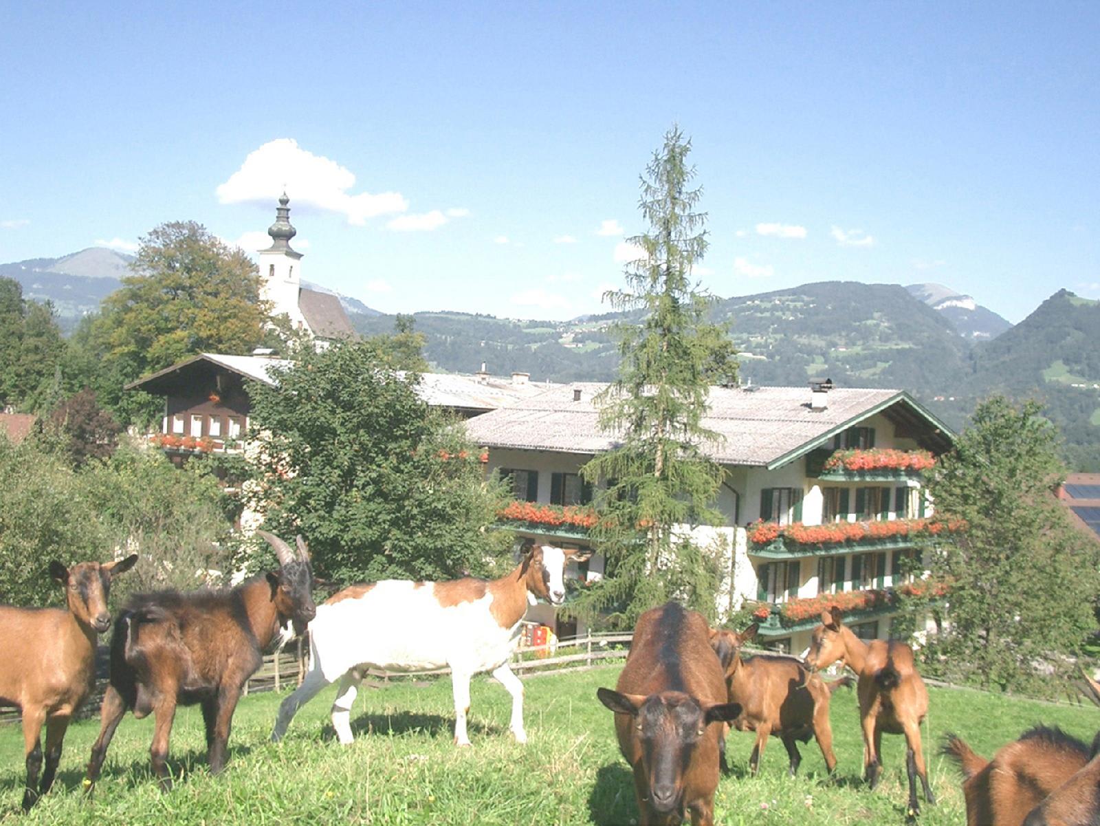 Haflingerhof hotel 2