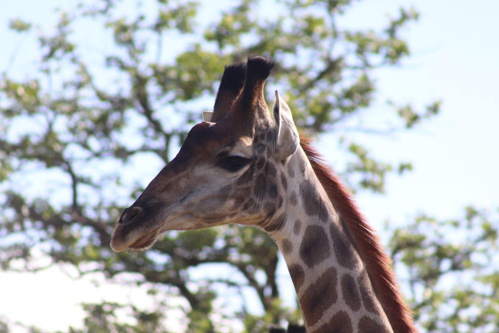 B&B African Rock Lodge 2