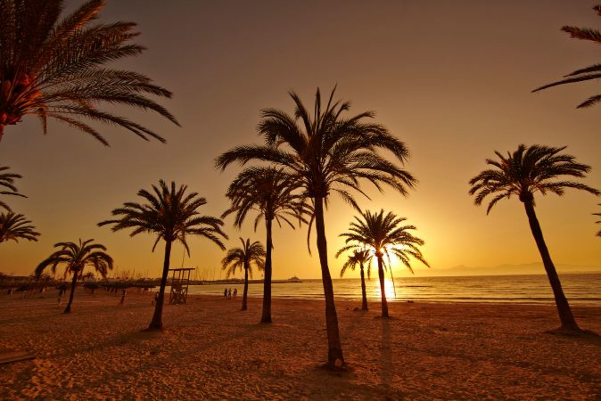 

Lamezia Terme - El Arenal - MLL Palma Bay Club Resort