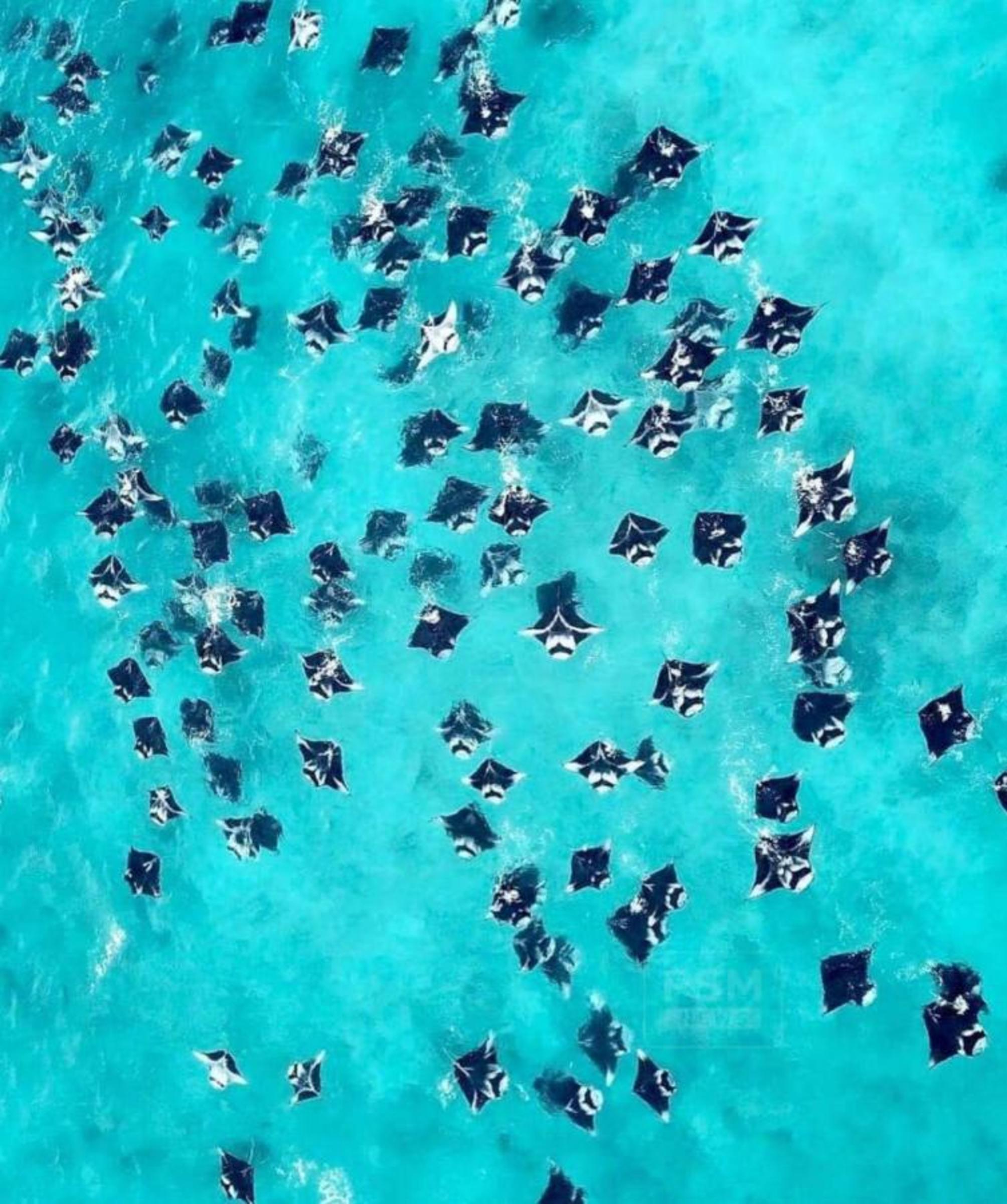 

Verona - Atollo di Lhaviyani - Kihaa Maldives