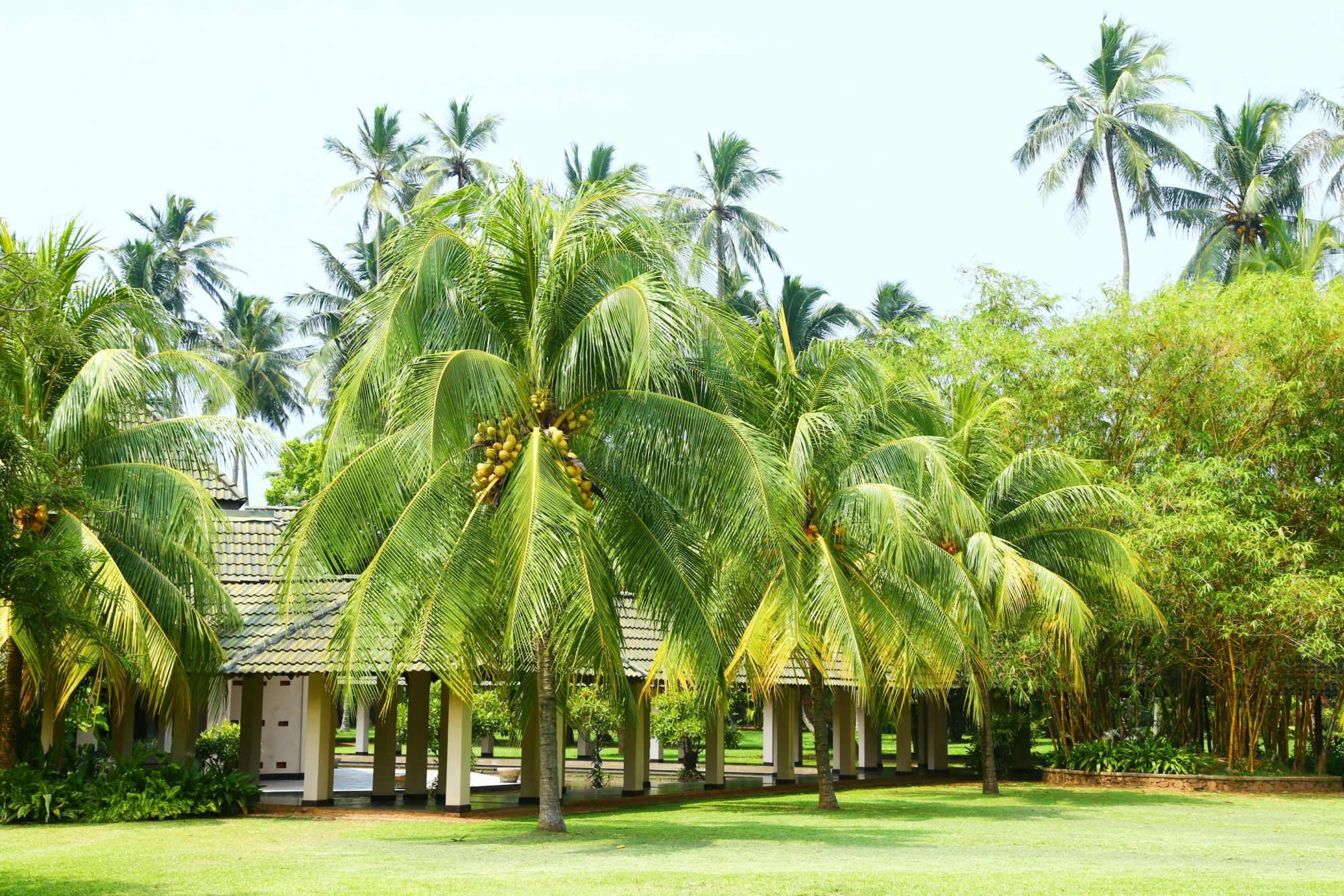 

Napoli - Bentota - The Palms Hotel