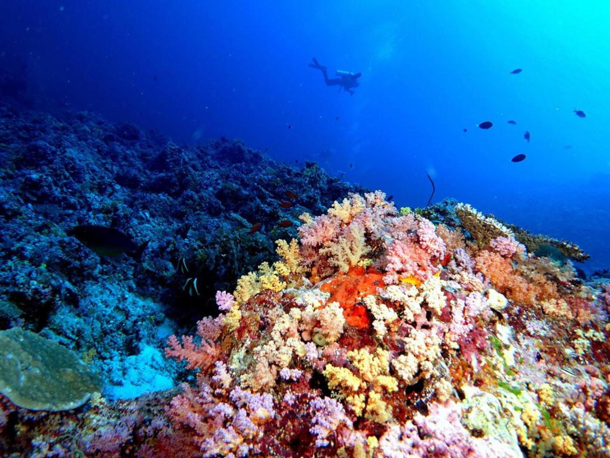 

Firenze - Atollo di Vaavu - Felidhoo - Plumeria Maldives
