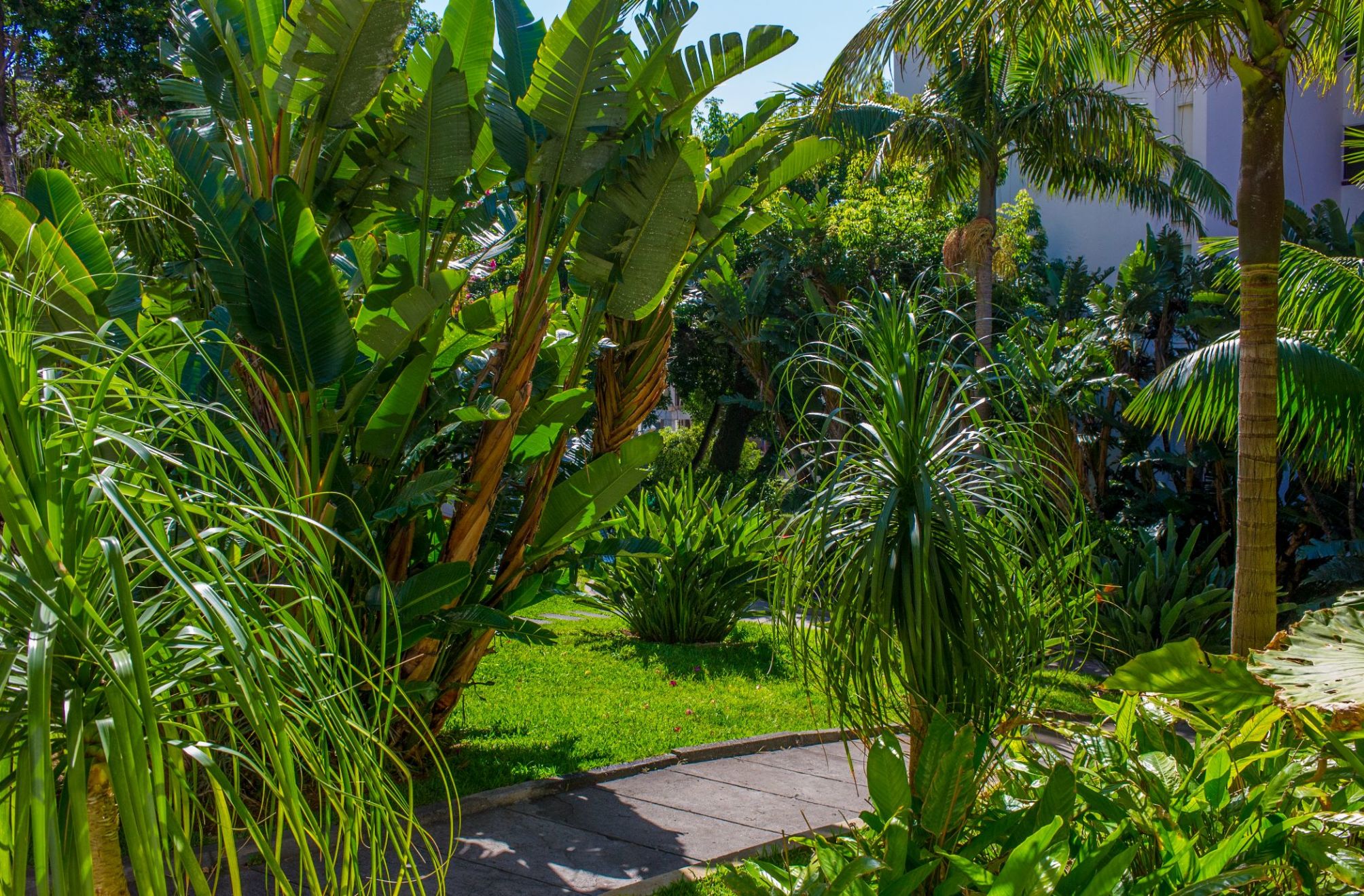 

Roma - Câmara de Lobos - Buganvilia Studio Hotel