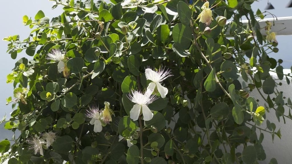 

Bologna - Naousa, Paros - Bungalows Marina