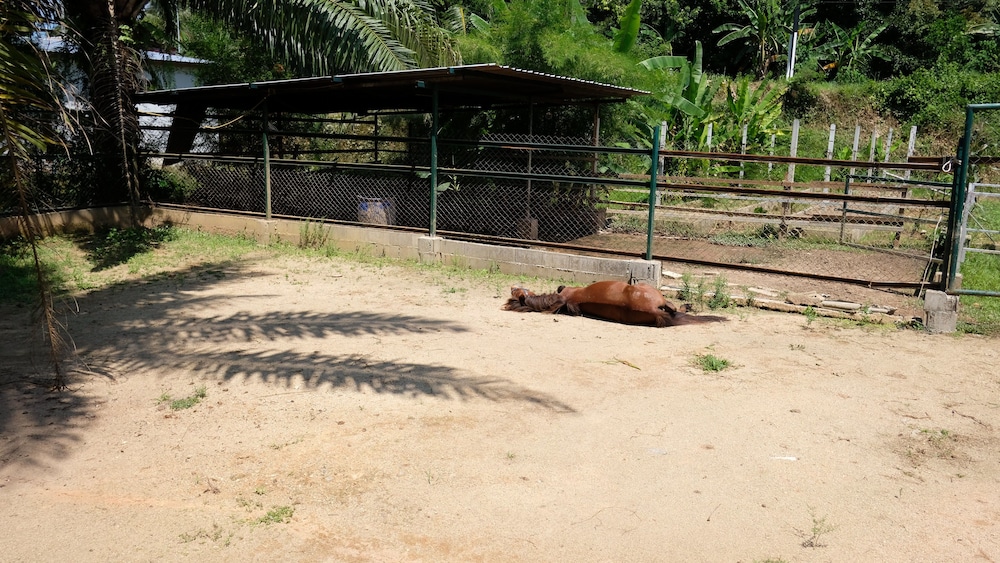 

Venezia - Khao Lak - Phang Nga Farmstay