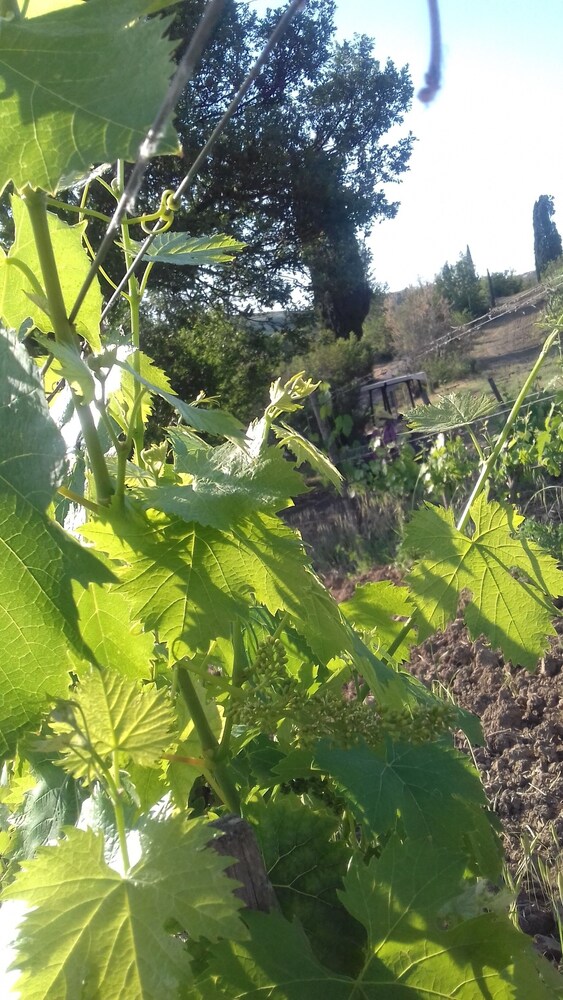 

Brindisi - Chianti, Toscana - Cordella in Montalcino Wine Resort