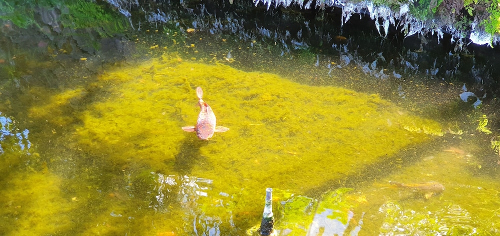 

Milano - Porto da Cruz - Hotel O Colmo