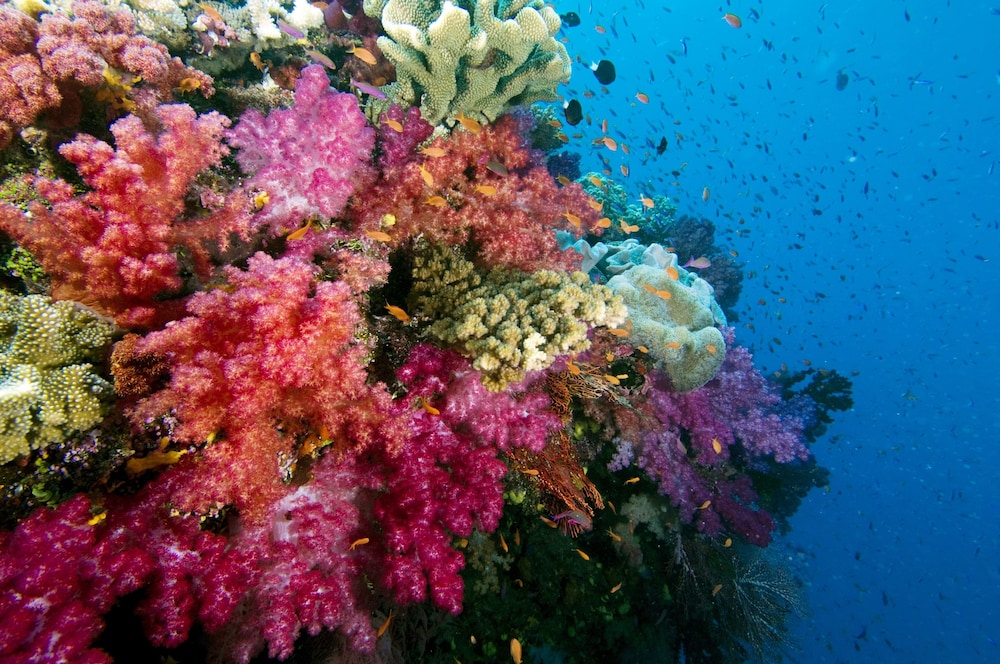 

Roma - Savusavu - Jean-Michel Cousteau Resort Fiji