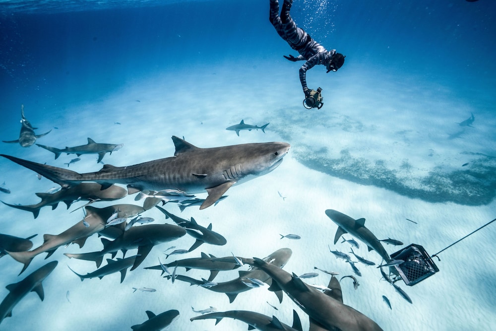 

Roma - Grand Bahama (Bahamas), Caraibi - Dolphin Cove - Adults Only