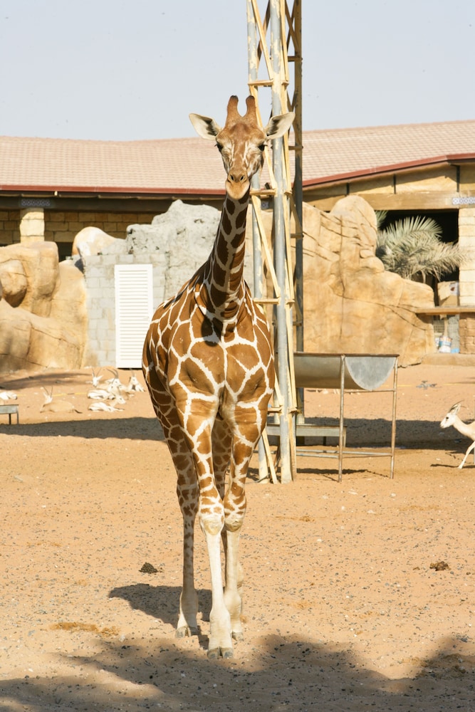 

Roma - Al Shahamah - Emirates Park Resort