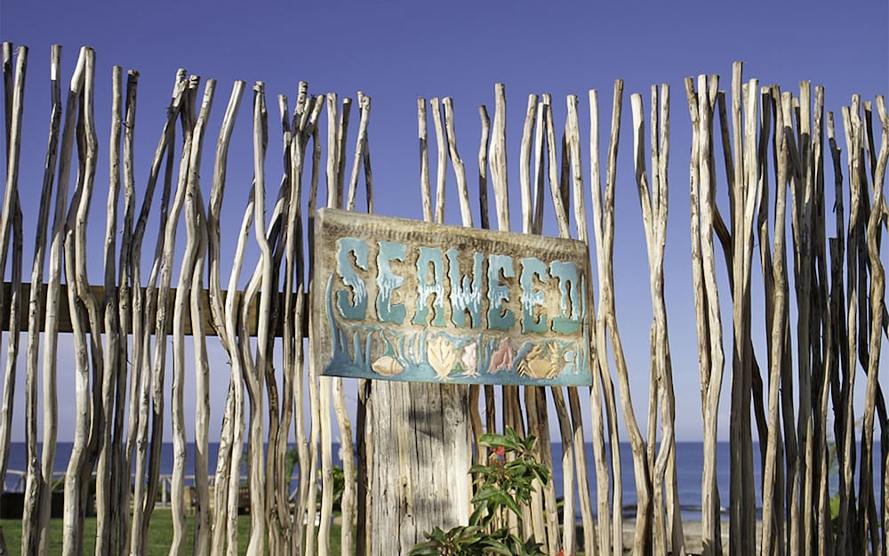 

Bologna - Treasure Beach - Jakes