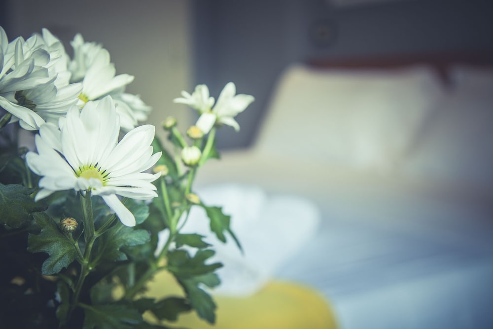 

Roma - Bellaria Igea Marina - Hotel Stella D'Italia