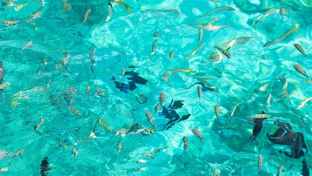

Milano - Grand Bahama (Bahamas), Caraibi - The Marlin at Taino Beach Resort & Clubs