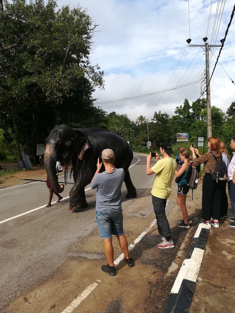 

Roma - Dambulla - Tiny Holiday Resort