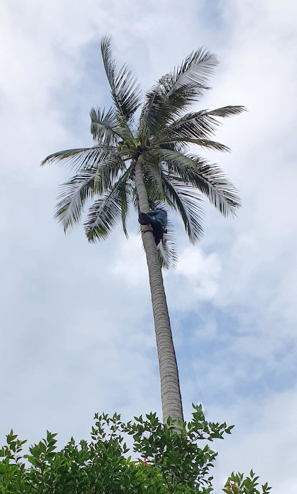 

Roma - Lamai Beach - Green Canyon Resort