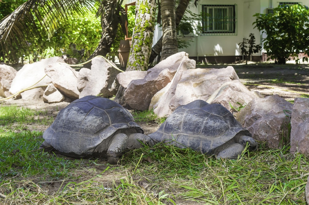 

Bologna - Grand Anse, Isola di Praslin - Hotel Cote d'Or Lodge