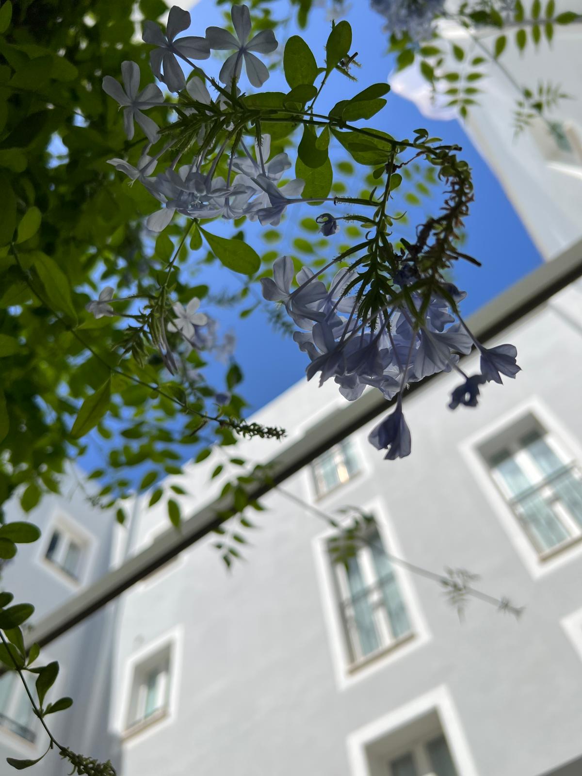 

Firenze - Sant Lluis - Hotel San Miguel Menorca