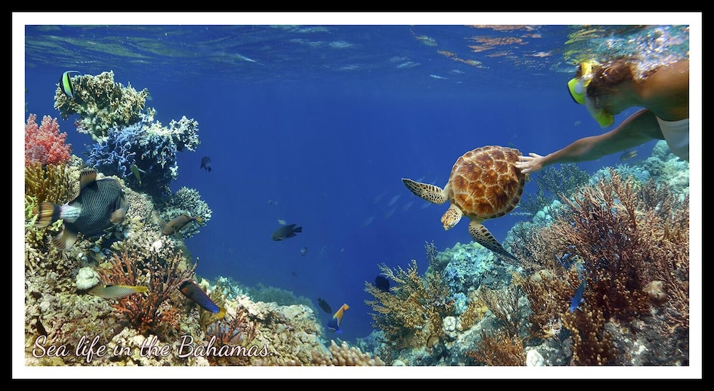 

Roma - Grand Bahama (Bahamas), Caraibi - Bell Channel Inn Hotel