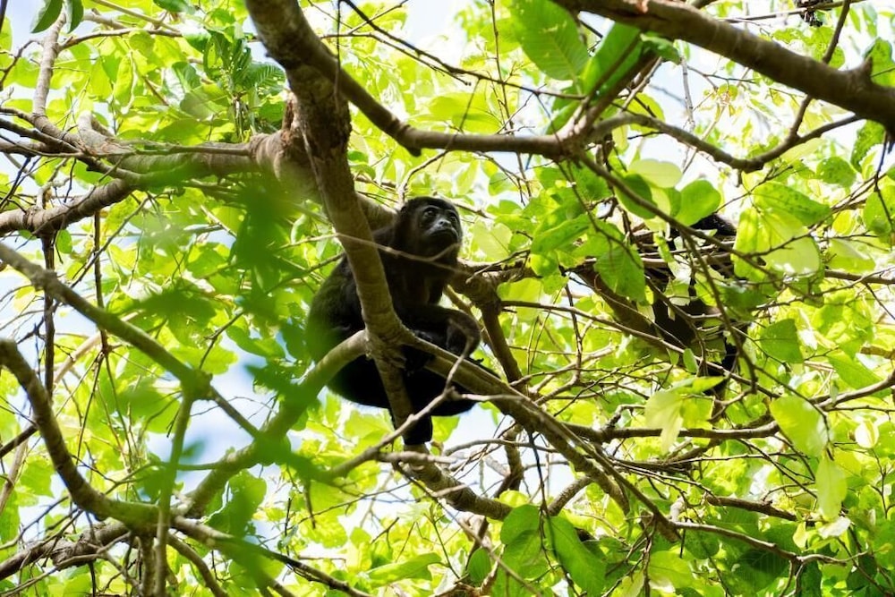 

Milano - Tamarindo - Antema Lodge