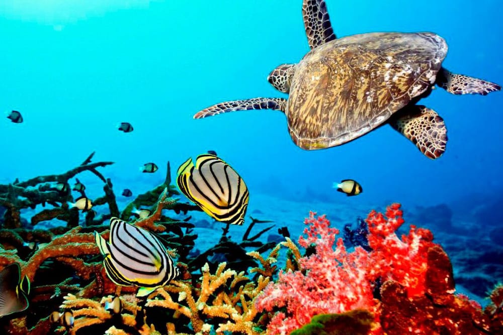 

Napoli - Kiwengwa - Coral Bay Zanzibar