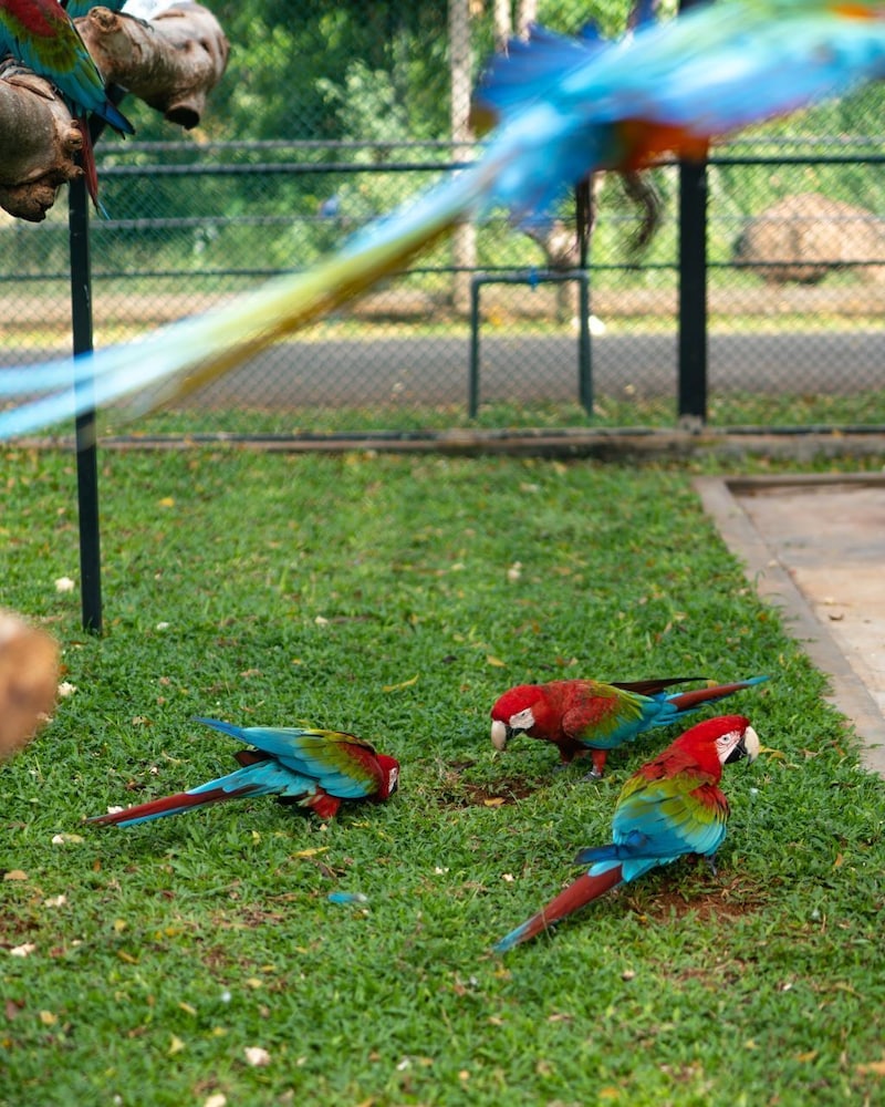 

Milano - Hambantota - Peacock Beach Resort & Spa