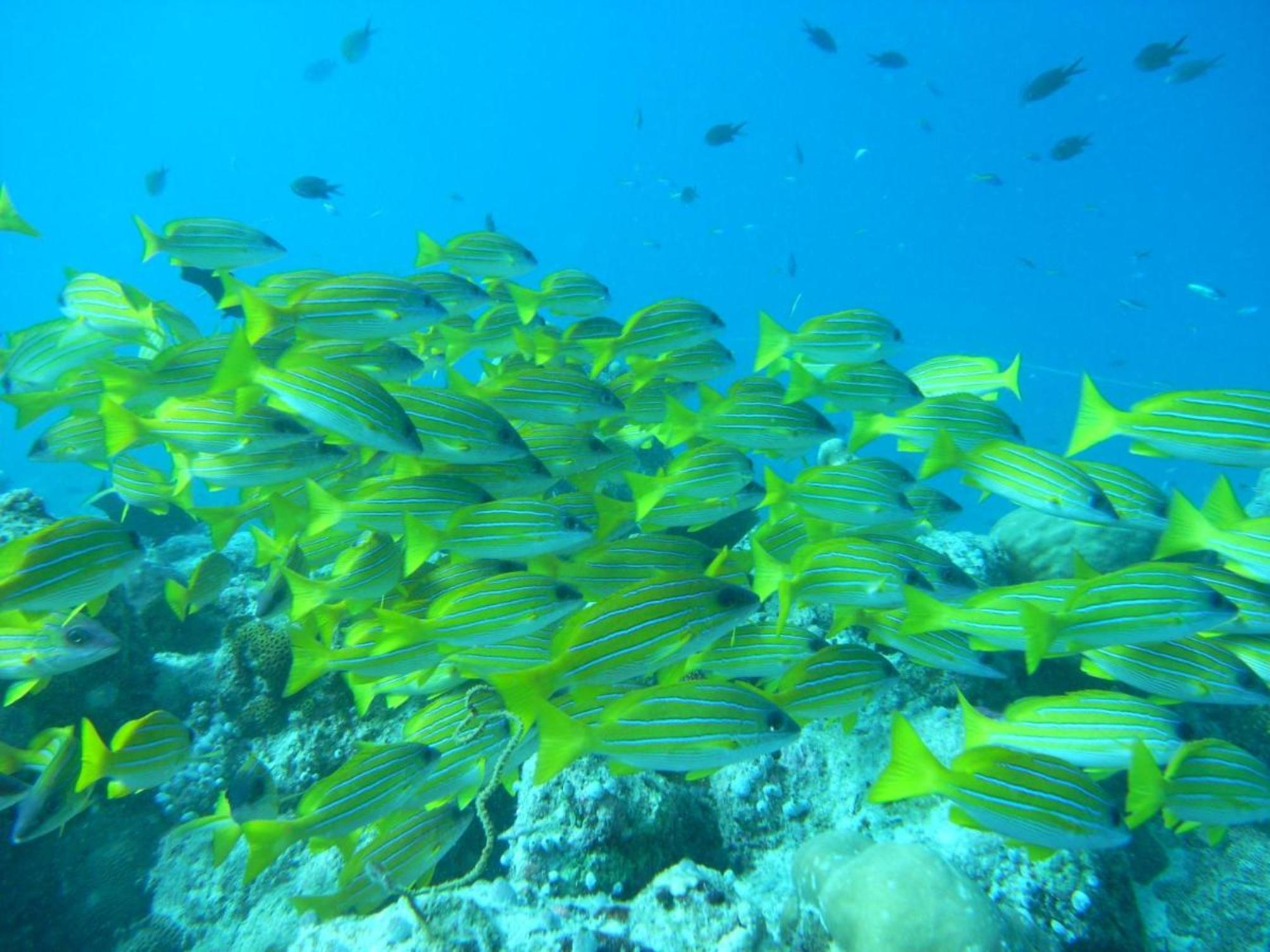 

Milano - Dhiffushi - Adaaran Select Hudhuranfushi - Premium All Inclusive