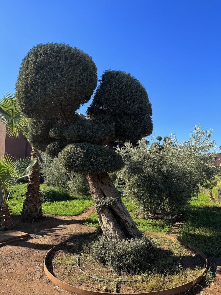 

Pisa - Marrakech - Fellah Hotel