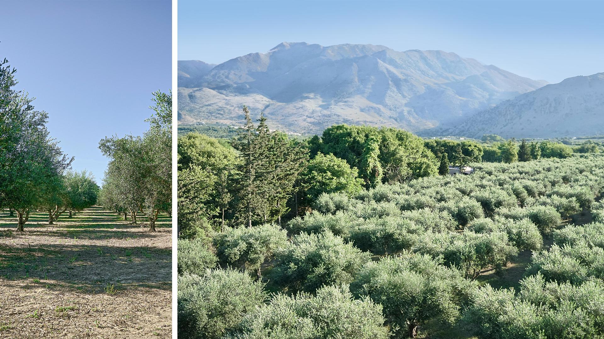 

Verona - Georgioupoli - Vardis Olive Garden