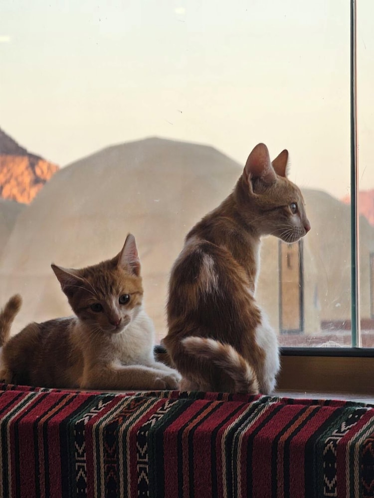 

Verona - Wadi Rum - Alsultanh wadirum camp