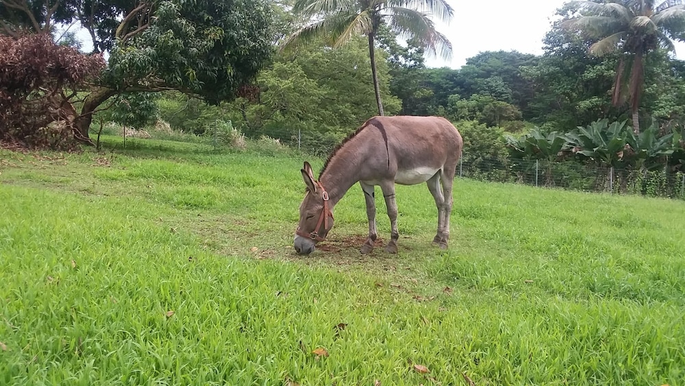 

Roma - Hilo - Island Goode's - Luxury Adults Only Accommodation