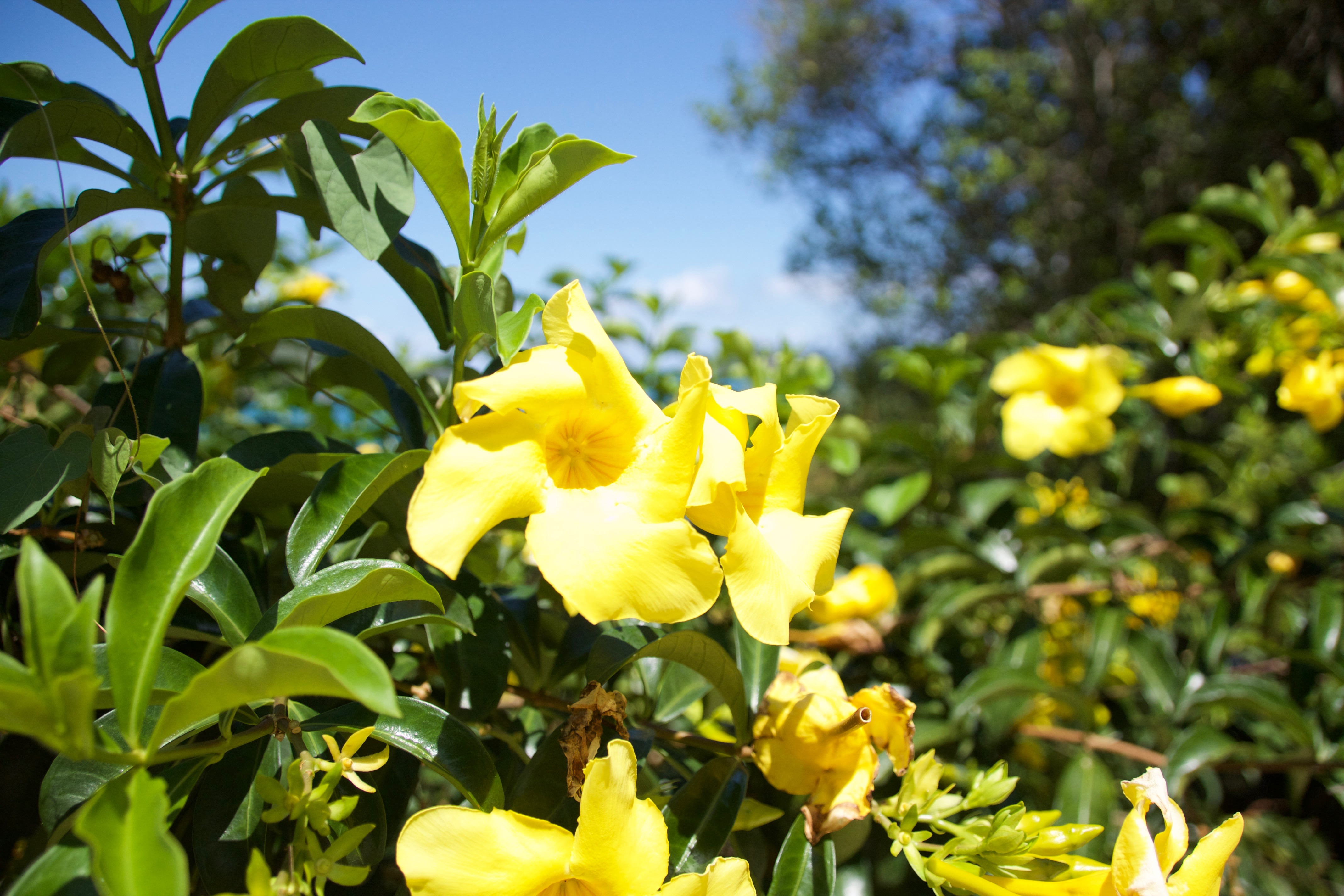 

Catania - Grand Anse, Isola di Praslin - Colibri Guest House