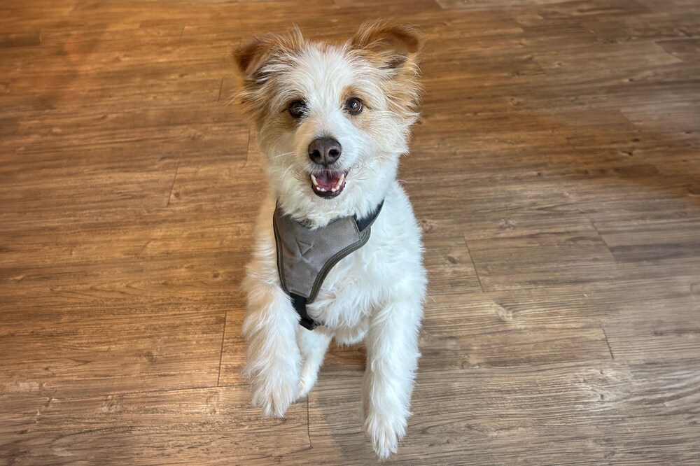 

Torino - Norimberga - Holiday Inn - the niu, Leo Nuremberg, an IHG Hotel