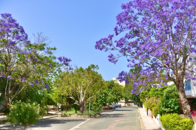 

Milano - Paphos - PAPHOS GARDENS HOLIDAY RESORT