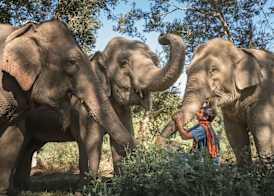 Anantara Golden Triangle Elephant Camp & Resort 4