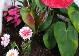 Apartamentos Florida Gran Canaria Adults Only 4