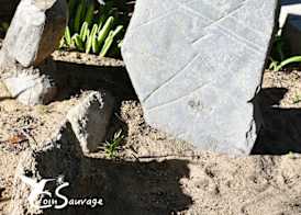 Coin Sauvage 3