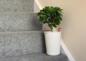 Buccleuch Apartment 2