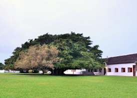 De Hoop Collection 5