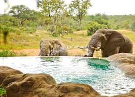 Motswari Private Game Reserve by NEWMARK 4