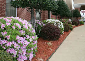 Hampton Inn Shreveport Airport 3